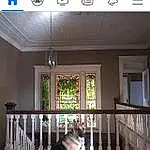 Window, Light, Felidae, Interior Design, Carnivore, Building, Small To Medium-sized Cats, Rectangle, Door, Font, Companion dog, Wood, Cat, Porch, Chair, Room, Screenshot, Sash Window, Photo Caption
