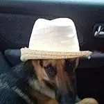 Dog, Hat, Dog breed, Carnivore, Cap, Fedora, Sun Hat, Cloud, Companion dog, Fawn, Automotive Exterior, Snout, Vehicle Door, Auto Part, Automotive Mirror, Canidae, Fashion Accessory, Working Animal, Comfort