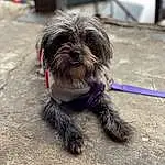Dog, Dog breed, Carnivore, Liver, Working Animal, Companion dog, Toy Dog, Snout, Terrier, Small Terrier, Furry friends, Canidae, Road Surface, Tail, Dog Supply, Non-sporting Group, Maltepoo, Poodle Crossbreed, Working Dog