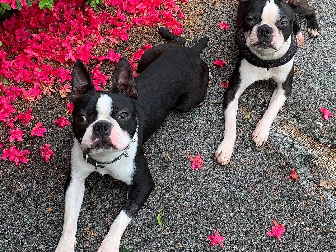 Dog, Plant, Dog breed, Carnivore, Grass, Pink, Companion dog, Fawn, Red, Working Animal, Boston Terrier, Snout, Flower, Bulldog, Toy Dog, Canidae, Petal