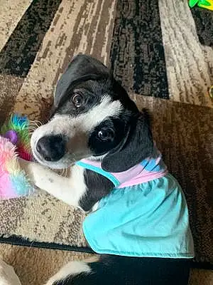 Beagle Dog Bella