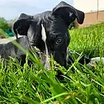 Dog, Plant, Dog breed, Carnivore, Working Animal, Companion dog, Grass, Fawn, Whiskers, Grassland, Snout, Meadow, Groundcover, Terrestrial Animal, Canidae, Pasture, Field, Collar