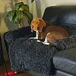 Dog, Furniture, Couch, Comfort, Dog breed, Carnivore, Plant, Toy, Companion dog, Fawn, Studio Couch, Living Room, Houseplant, Liver, Working Animal, Tail, Hardwood, Wood