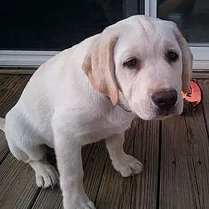 Name Labrador Retriever Dog Eli