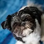 Dog, Dog breed, Carnivore, Cloud, Liver, Companion dog, Toy Dog, Snout, Shih Tzu, Small Terrier, Furry friends, Terrier, Canidae, Electric Blue, Working Animal, Maltepoo, Terrestrial Animal, Poodle Crossbreed