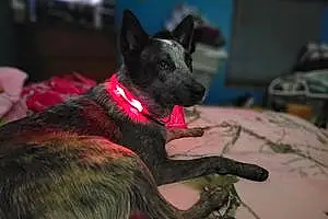 Australian cattle dog Dog Gypsy Bell