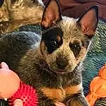 Dog, Dog breed, Carnivore, Pink, Fawn, Companion dog, Snout, Whiskers, Sharing, Working Animal, Grass, Texas Heeler, Furry friends, Terrestrial Animal, Dog Supply, Petal, Working Dog, Holiday, Canidae