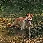 Water, Dog, Carnivore, Dog breed, Companion dog, Fawn, Tail, Plant, Liquid, Canidae, Working Animal, Working Dog, Terrestrial Animal, Non-sporting Group, Ancient Dog Breeds, Hunting Dog