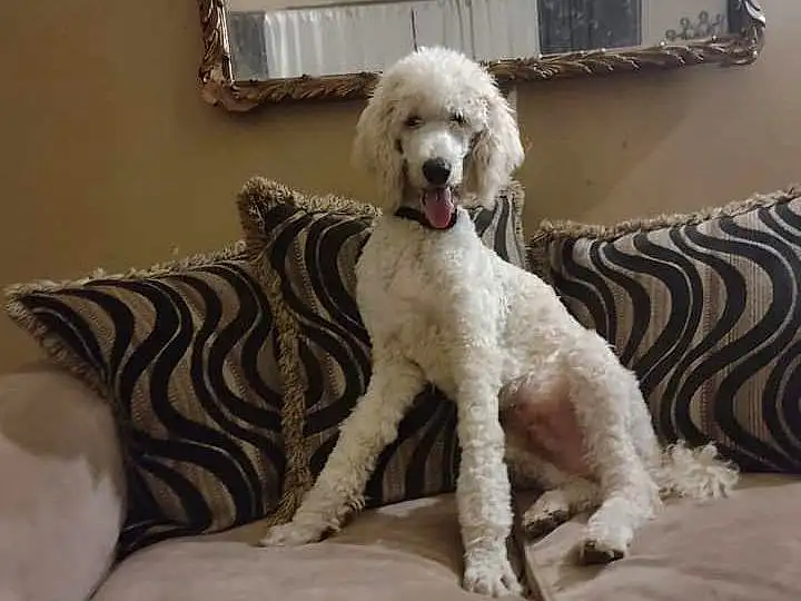 Dog, Furniture, Couch, Picture Frame, Comfort, Dog breed, Carnivore, Fawn, Companion dog, Mirror, Wood, Water Dog, Working Animal, Living Room, Hardwood, Chair, Poodle, Room