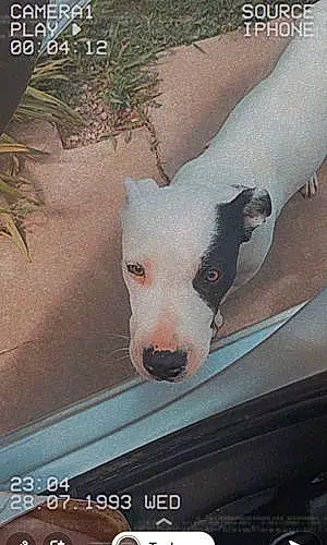 Pitt Bull Terrier Dog Pearl