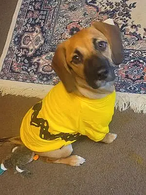Beagle Dog Riley