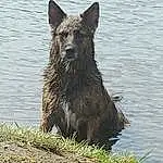 Water, Dog, Carnivore, Terrestrial Animal, Dog breed, Snout, Grass, Lake, Herding Dog, Canis, Wolf, Wood, Working Dog, King Shepherd