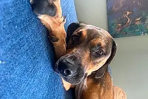 Greyhound Dog Archie