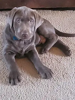 Name Labrador Retriever Dog Percy