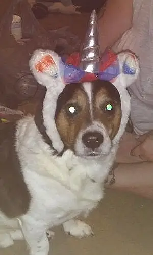 Beagle Dog Luckybear