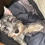 Dog, Dog breed, Carnivore, Dog Supply, Comfort, Companion dog, Fawn, Snout, Toy Dog, Standard Schnauzer, Working Animal, Small Terrier, Canidae, Terrier, Furry friends, Schnauzer, Biewer Terrier, Puppy, Non-sporting Group