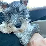 Dog, Dog breed, Carnivore, Working Animal, Companion dog, Collar, Snout, Schnauzer, Standard Schnauzer, Electric Blue, Canidae, Terrier, Windshield, Boat, Dog Collar, Small Terrier