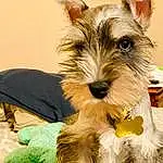 Dog, Dog breed, Carnivore, Companion dog, Working Animal, Snout, Dog Supply, Toy Dog, Small Terrier, Schnauzer, Biting, Terrier, Biewer Terrier, Canidae, Furry friends, Collar, Grass