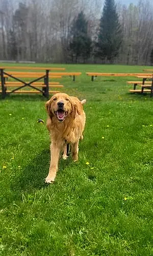 Golden Retriever Dog Duke