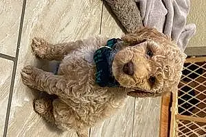 Name Goldendoodle Dog Theo