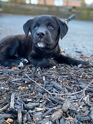 Labrador Retriever Dog Bruno