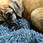 Dog, Carnivore, Dog breed, Grey, Comfort, Fawn, Companion dog, Terrestrial Animal, Snout, Wrinkle, Working Animal, Bored, Furry friends, Canidae, Grass, Dog Supply, Whiskers, Nap