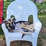 Dog, Carnivore, Plant, Outdoor Furniture, Dog breed, Grass, Companion dog, Pet Supply, Chair, Outdoor Table, Comfort, Garden, Dog Supply, Leisure, Yard, Working Dog, Tail, Rectangle