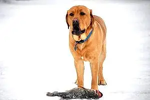 Labrador Retriever Dog Ruger