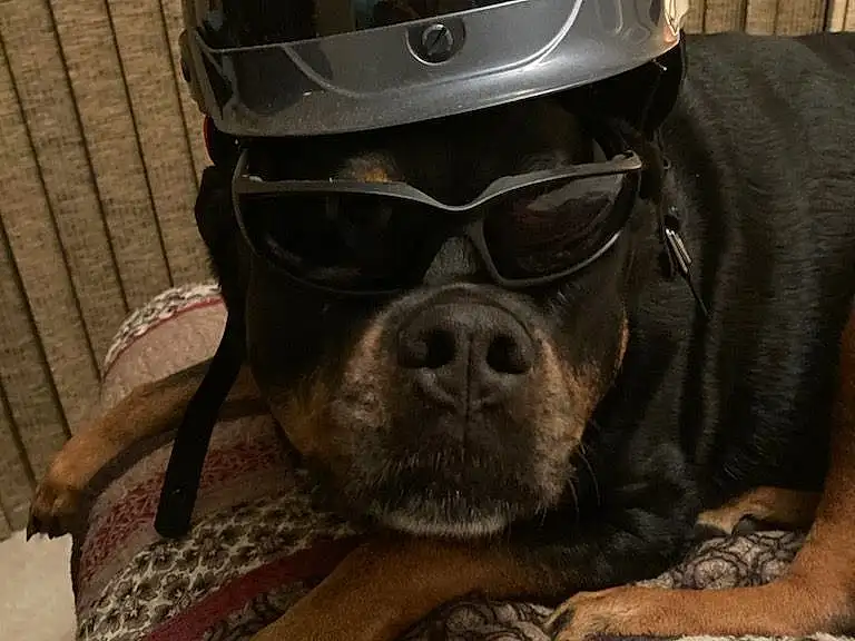 Glasses, Helmet, Dog, Vision Care, Dog breed, Carnivore, Sports Gear, Sports Equipment, Darth Vader, Eyewear, Working Animal, Companion dog, Snout, Personal Protective Equipment, Motorcycle Helmet, Goggles, Facial Hair, Fashion Accessory, Whiskers