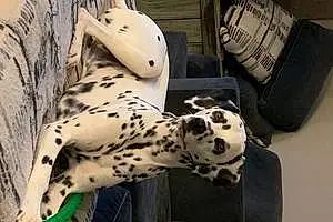 Black & White Dalmatian Dog Halligan