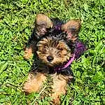 Dog, Carnivore, Plant, Fawn, Grass, Groundcover, Companion dog, Toy Dog, Welsh Terrier, Dog breed, Terrier, Yorkshire Terrier, Small Terrier, Terrestrial Animal, Dog Supply, Working Animal, Furry friends, Yorkipoo, Soil, Biewer Terrier
