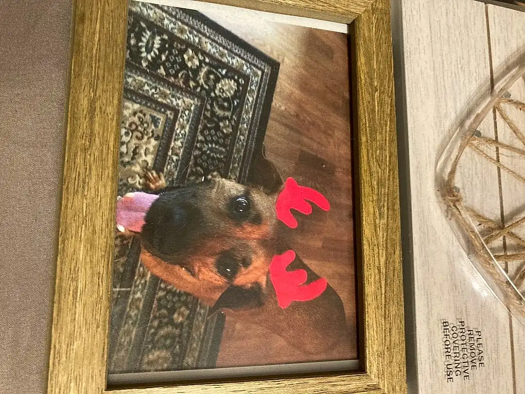 Brown, Dog, Carnivore, Wood, Dog breed, Picture Frame, Fawn, Art, Working Animal, Snout, Rectangle, Room, Visual Arts, Canidae, Furry friends, Liver, Guard Dog, Companion dog, Hardwood