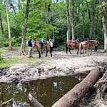 Water, Horse, Plant, Tree, Working Animal, Natural Landscape, Wood, Landscape, Pack Animal, Forest, Horse Supplies, Terrestrial Animal, Leisure, Bridle, Woodland, Stream, Recreation, Wetland