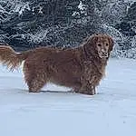 Dog, Snow, Dog breed, Carnivore, Liver, Gun Dog, Companion dog, Winter, Retriever, Spaniel, Furry friends, Tail, Event, Working Dog, Ancient Dog Breeds