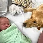 Dog, Comfort, Carnivore, Fawn, Companion dog, Happy, Baby Sleeping, Dog breed, Linens, Toddler, Baby, Bedding, Furry friends, Nap, Fashion Accessory, Sitting, Room