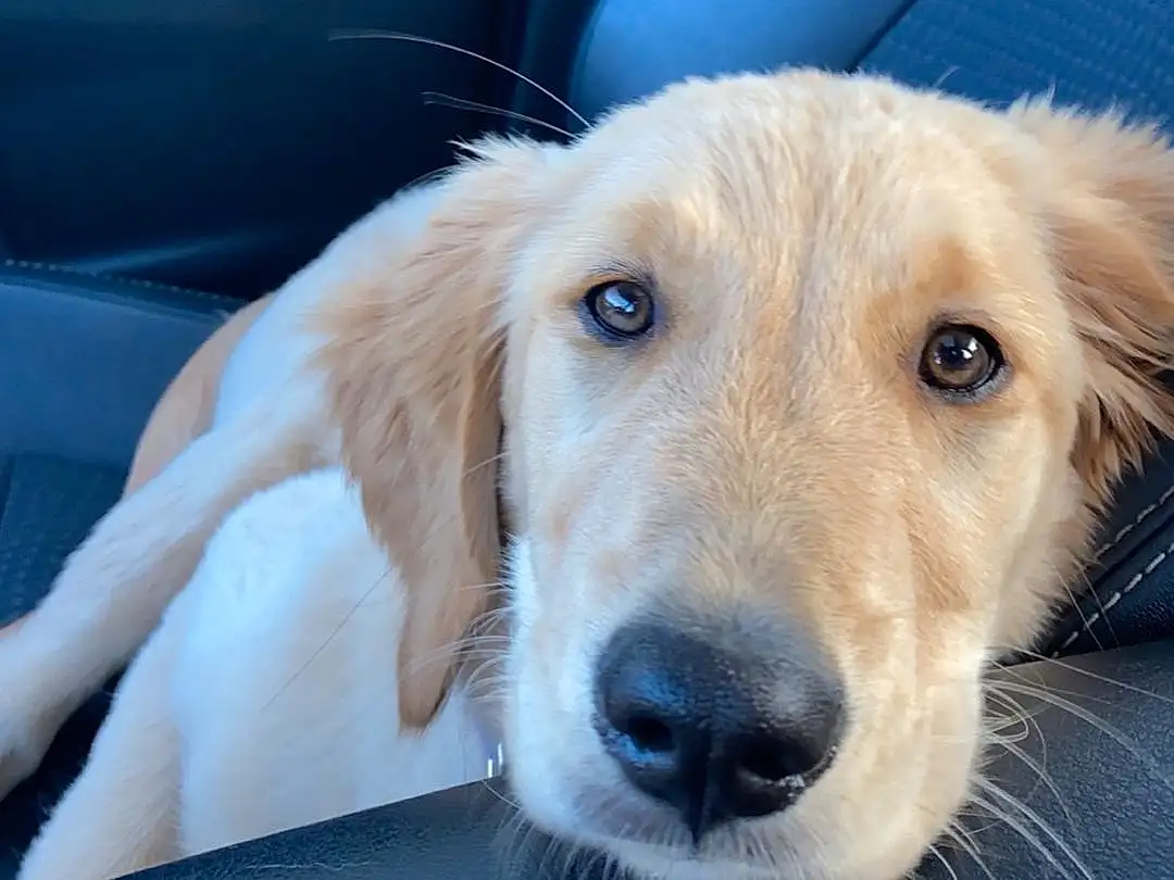 Dog, Eyes, Carnivore, Ear, Dog breed, Whiskers, Fawn, Companion dog, Vehicle Door, Snout, Working Animal, Car Seat, Furry friends, Auto Part, Collar, Comfort, Selfie, Retriever, Canidae