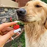Dog, Carnivore, Gesture, Strawberry, Dog breed, Food, Fawn, Companion dog, Fruit, Berry, Whiskers, Natural Foods, Strawberries, Plant, Snout, Grass, Superfood, Recipe, Seedless Fruit, Nail