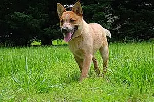 Name Australian cattle dog Dog Banjo