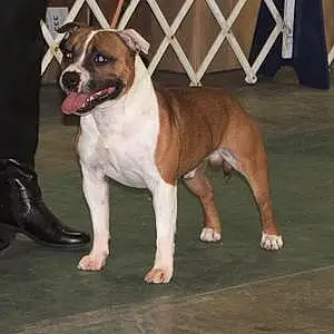 Staffordshire Bull Terrier Dog Colt