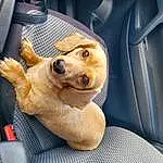 Dog, Car, Carnivore, Vroom Vroom, Smile, Fawn, Dog breed, Vehicle Door, Vehicle, Companion dog, Whiskers, Comfort, Car Seat, Snout, Car Seat Cover, Automotive Exterior, Auto Part, Automotive Mirror, Head Restraint, Working Animal