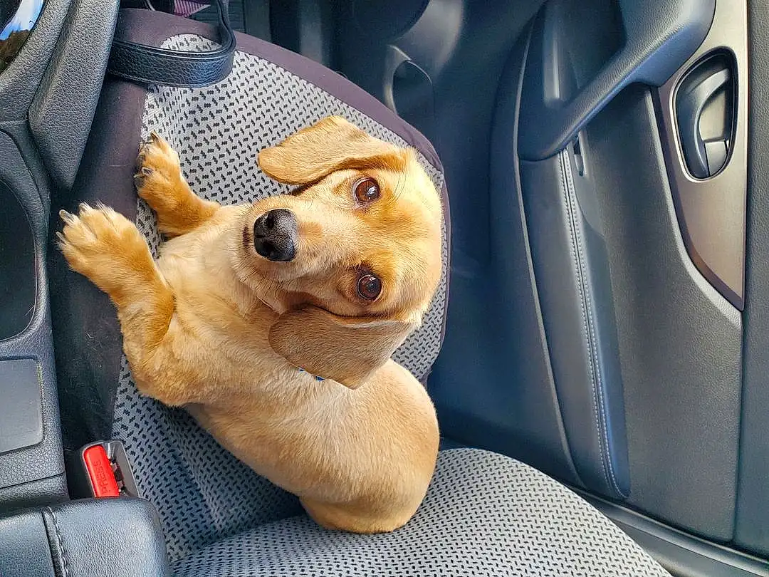 Dog, Car, Carnivore, Vroom Vroom, Smile, Fawn, Dog breed, Vehicle Door, Vehicle, Companion dog, Whiskers, Comfort, Car Seat, Snout, Car Seat Cover, Automotive Exterior, Auto Part, Automotive Mirror, Head Restraint, Working Animal