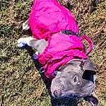 Dog, Plant, Carnivore, Dog breed, Grass, Working Animal, Groundcover, Soil, Magenta, People In Nature, Adventure, Recreation, Fashion Accessory, Walking, Dog Clothes, Canidae, Companion dog, Landscape, Grassland