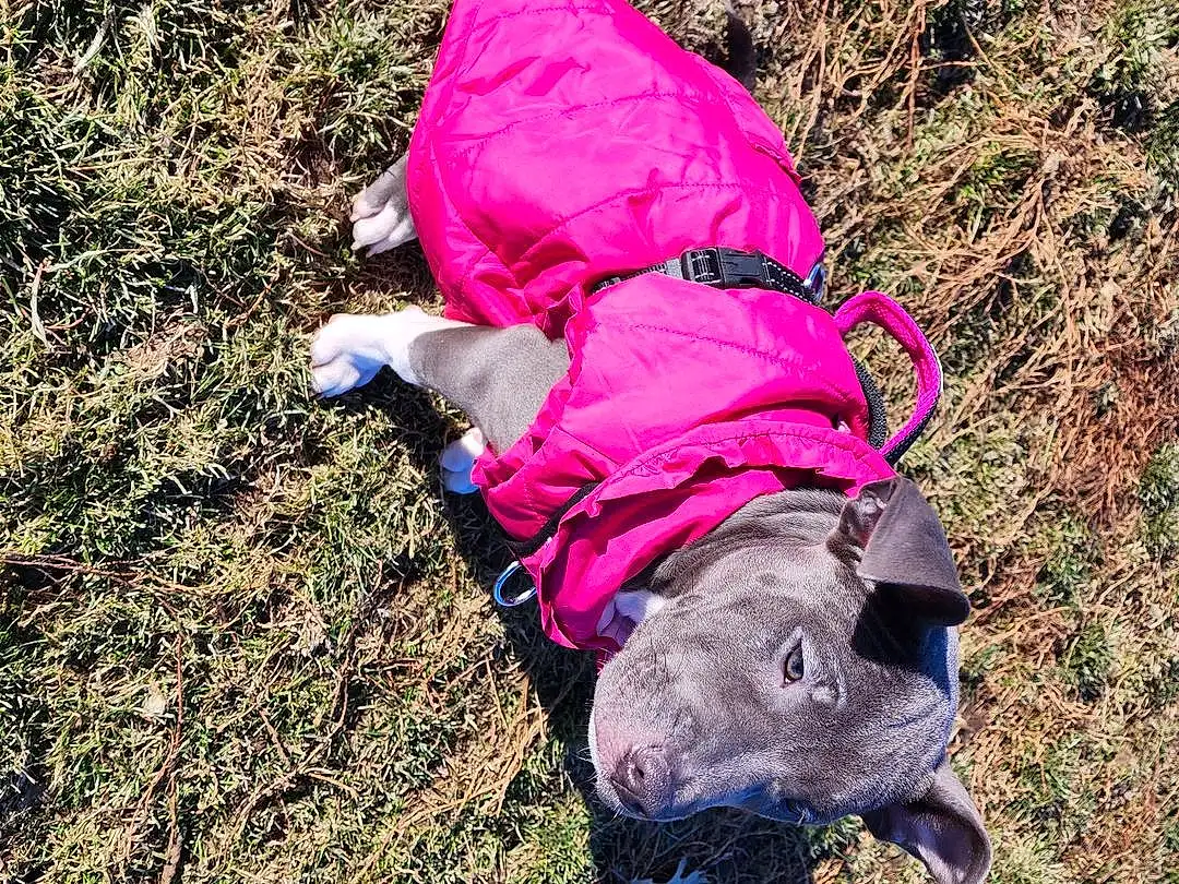 Dog, Plant, Carnivore, Dog breed, Grass, Working Animal, Groundcover, Soil, Magenta, People In Nature, Adventure, Recreation, Fashion Accessory, Walking, Dog Clothes, Canidae, Companion dog, Landscape, Grassland