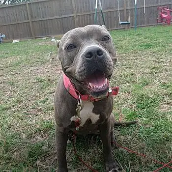 Rouseythepitty