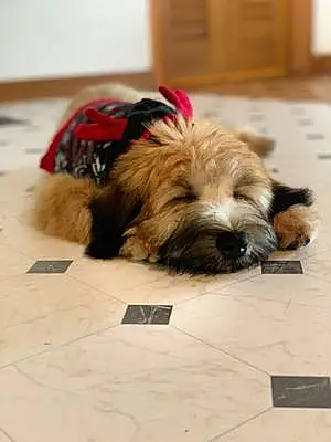 Aberdeen Terrier Dog Max