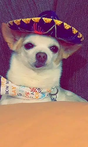 Name Chihuahua Dog Coconut
