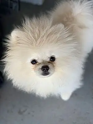 Name Pomeranian Dog Coconut