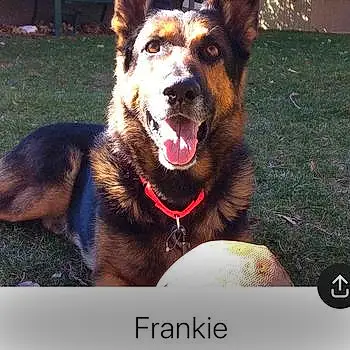 Help Frankie