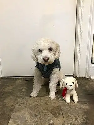 Name Poodle Dog Snowy