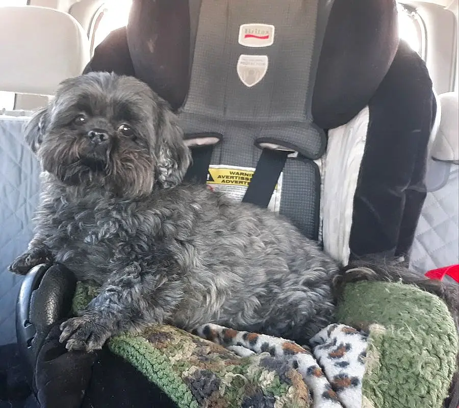 Dog, Carnivore, Liver, Dog breed, Companion dog, Vroom Vroom, Snout, Toy Dog, Comfort, Working Animal, Car Seat, Dog Supply, Terrier, Automotive Tire, Car Seat Cover, Furry friends, Vehicle, Small Terrier, Head Restraint, Shih Tzu